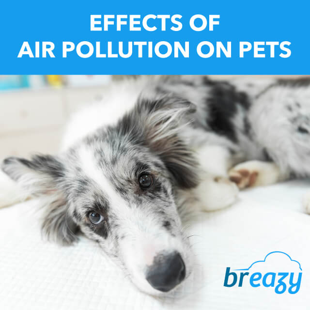 Effects-of-Air-Pollution-on-Pets